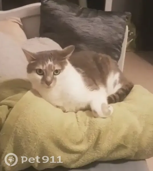 Chat disparu Garçon, Douai (fl525338) - photo