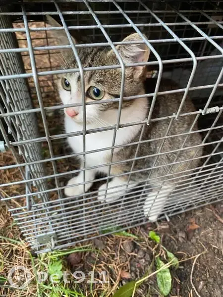 Chat trouvé Garçon, Argenteuil (ff525340) - photo