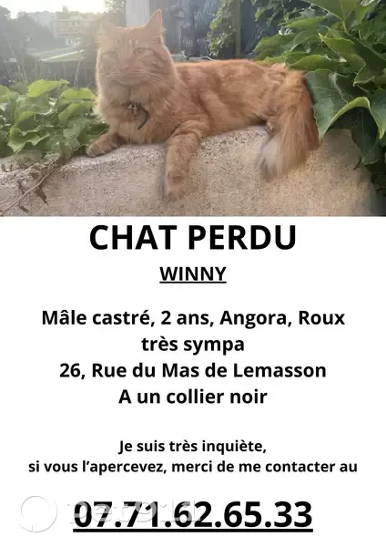 Chat roux perdu à Montpellier, très sociable - photo