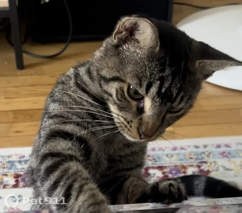 Chat disparu Garçon, Paris (fl525345) - photo