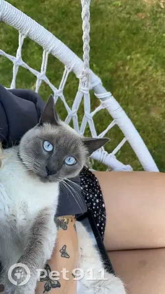 Chat perdu à Magny-les-Villers, pelage blanc/gris - photo