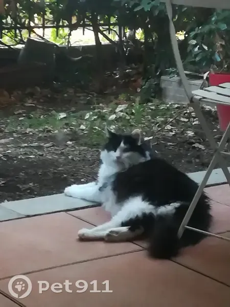 Chat disparu Garçon, Toulouse (fl525348) - photo