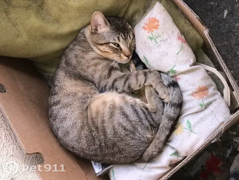 Chat disparu Garçon, Rennes (fl525351) - photo