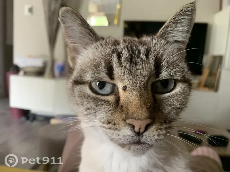 Chat disparu Fille, Saint-Philbert-de-Grand-Lieu (fl525360) - photo
