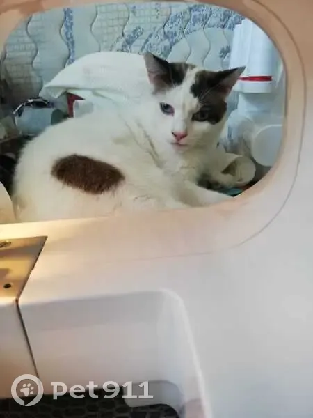 Chat disparu Garçon, Mondeville (fl525364) - photo