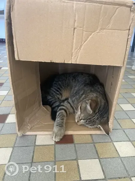 Chat trouvé Fille (ff525398) - photo