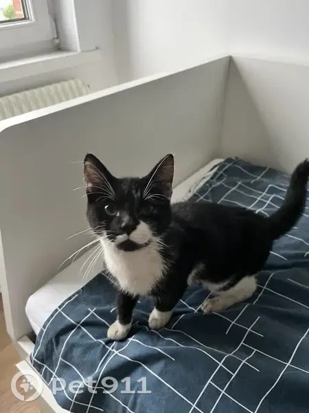 Chat trouvé Garçon, Tourcoing (ff525403) - photo
