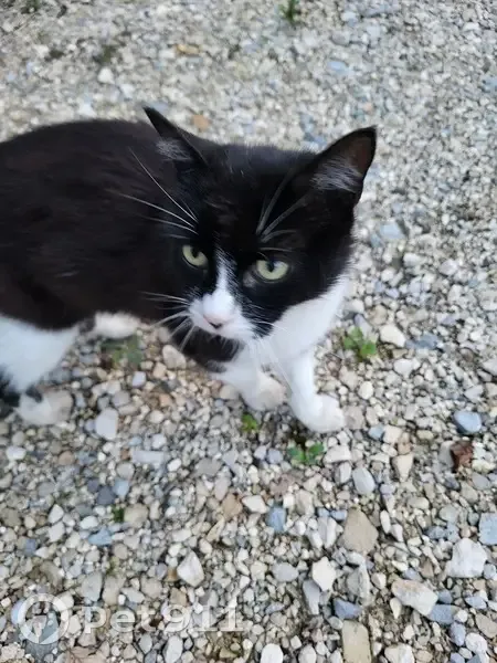 Chat trouvé Fille, Danjoutin (ff525411) - photo
