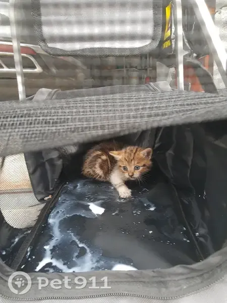 Chat trouvé, Nouvelle-Aquitaine (ff525412) - photo