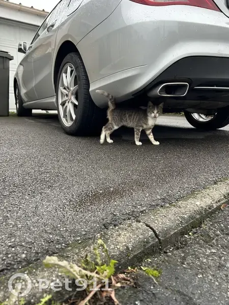 Chat trouvé Garçon, Hérin (ff525414) - photo