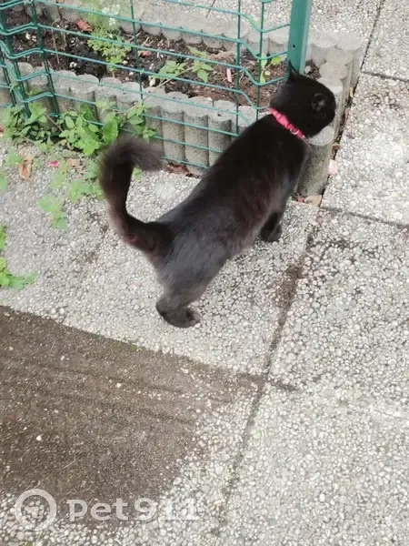 Chat trouvé Garçon, Noyon (ff525415) - photo