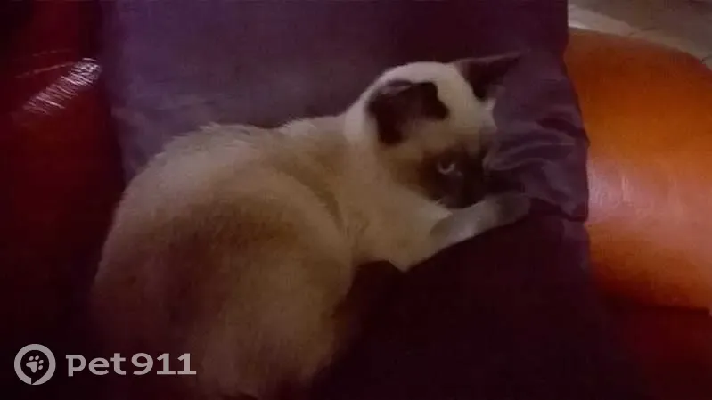 Chat trouvé (ff525417) - photo