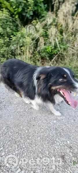 Chien trouvé Garçon, Sommières (ff525427) - photo