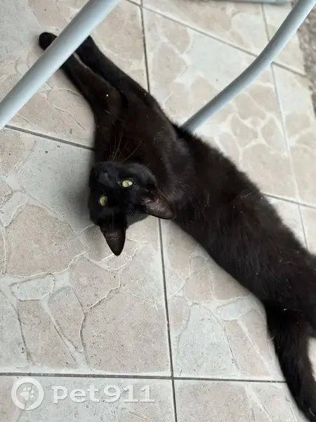 Chat disparu Garçon (fl525430) - photo