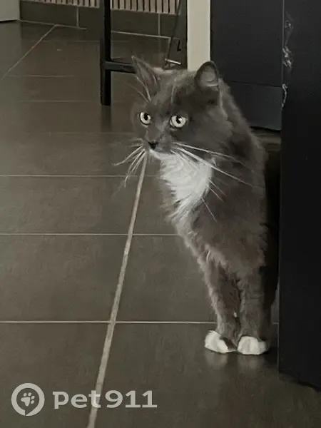 Chat trouvé (ff525431) - photo