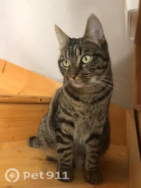 Chat disparu Fille, Muret (fl525441) - photo