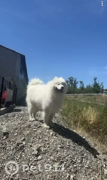 Chien disparu Garçon (fl525447) - photo