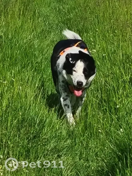 Chienne disparue, prise derrière portail fermé - photo