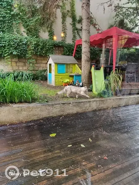 Chat trouvé Rue de la République, Puteaux - photo