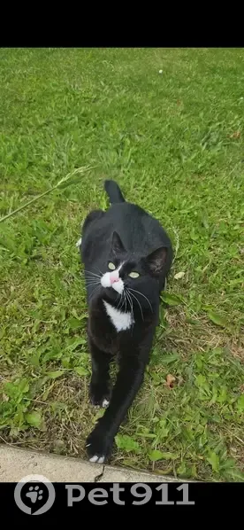 Chatte noire Luna perdue à Boussac - photo