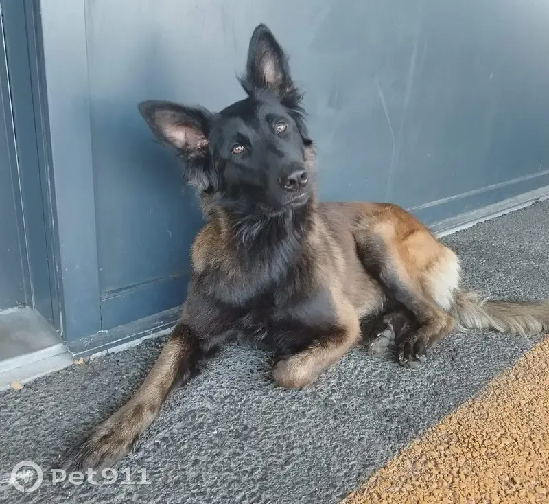 Deux malinois femelles disparues à Cugnaux - photo