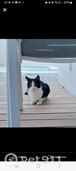 Chat craintif cherche foyer ou propriétaire - photo
