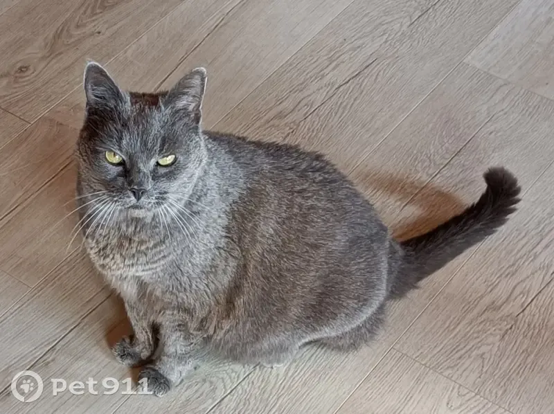 Chat chartreux gris perdu à Onnion - photo