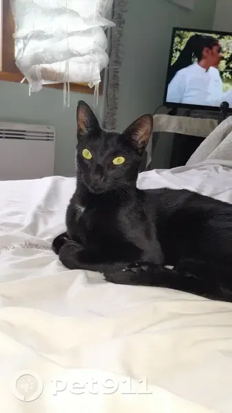 Chat noir disparu, tâche blanche sous le cou - photo