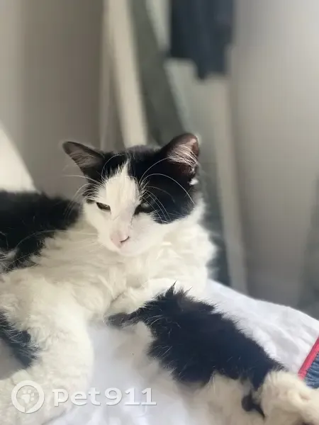 Chat perdu à Strasbourg : Dewey, 1 an et demi - photo