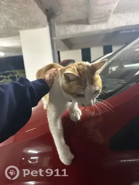 Chat blanc et roux trouvé à Floirac - photo