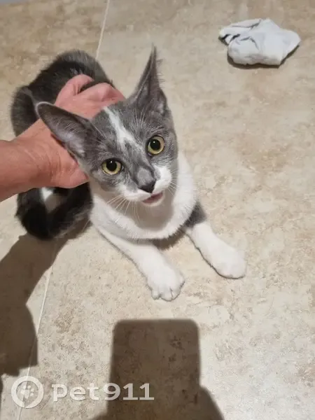 Chaton femelle gris-blanc trouvé à Nice - photo