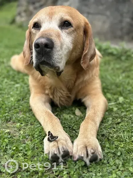 Labrador sable trouvé, déposé à la clinique - photo