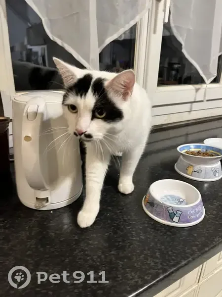 Chat blanc tache noire trouvé à Chelles - photo