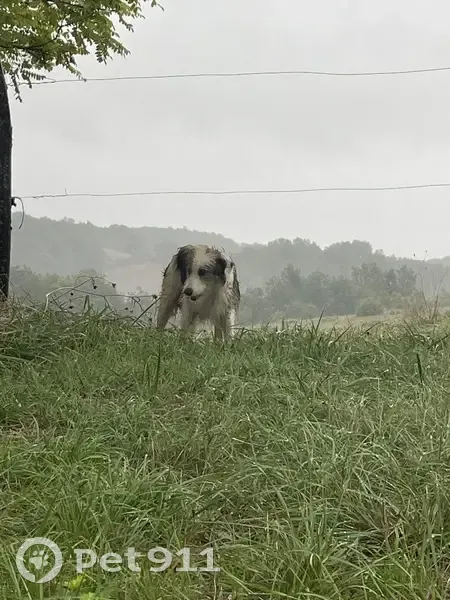Chien trouvé : blanc/marron, craintif mais doux - photo