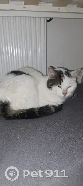 Chatte câline trouvée, non identifiée, Gretz-Armainvilliers - photo