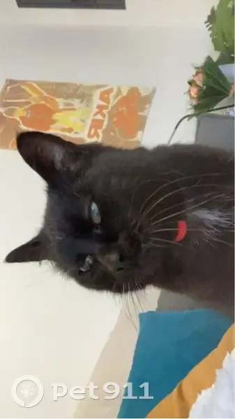 Chat noir avec collier rouge disparu - photo