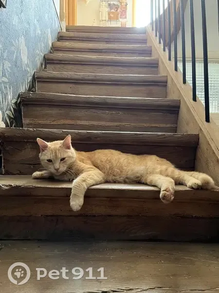 Chat roux disparu à Charentenay, aide recherchée - photo