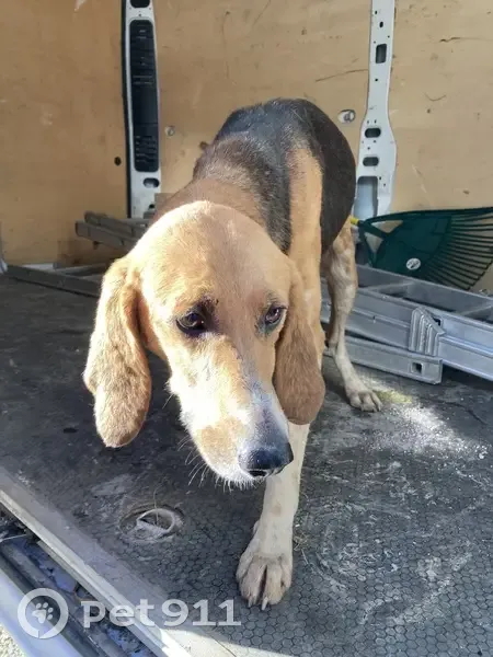 Chienne trouvée non identifiée à Carrouges - photo