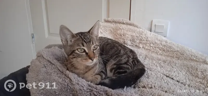 Chaton tigré trouvé Rue des Pyrénées - photo