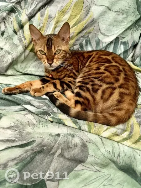 Chat Bengal Marron Perdu à Argenteuil - photo