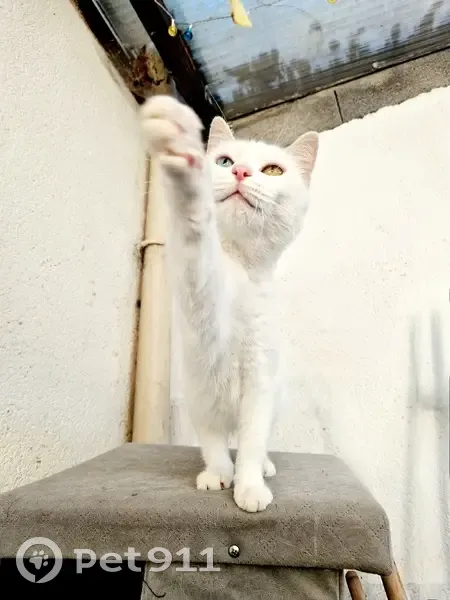 Chatte blanche aux yeux vairons disparue à Lomme - photo
