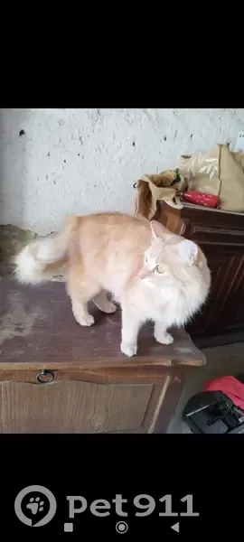 Chat blessé disparu à Alzonne, répond à Mimi - photo