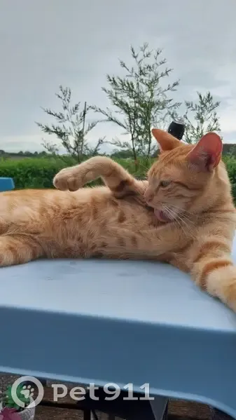 Chat roux mâle disparu à Labretonie - photo