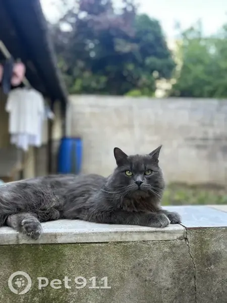 Chat Gris Européen Disparu à Villejuif - photo