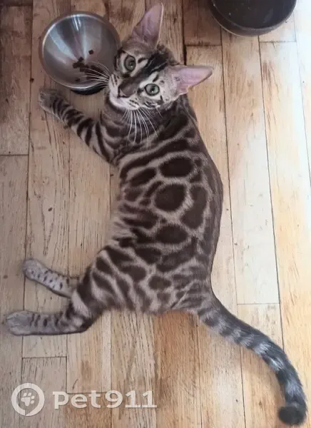 Chat Bengal volé lors d'une agression à Paris - photo