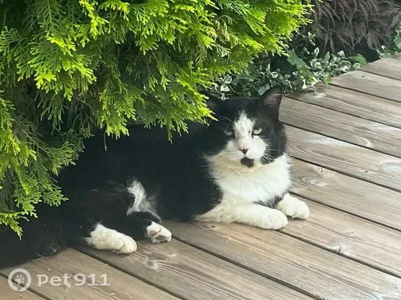 Chat noir et blanc perdu à Saint-Forget - photo