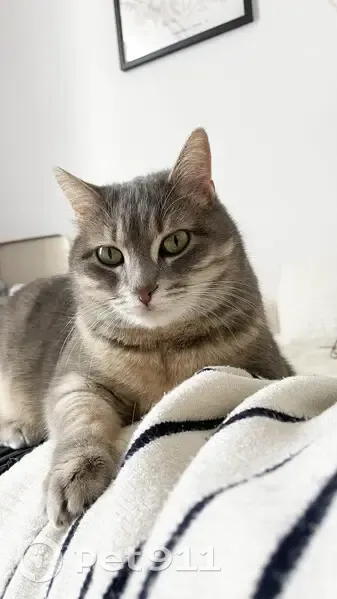Chat gris perdu à Oullins-P. Bénite - photo