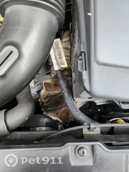 Chat mâle non castré trouvé, prostré, en bonne santé - photo