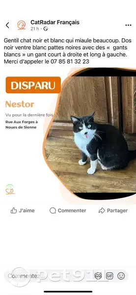 Chat noir et blanc disparu à St Sever - photo