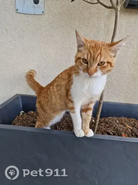 Chat roux câlin trouvé à Échalas - photo